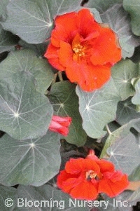 Nasturtium 'Red Wonder'